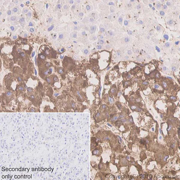 Immunohistochemistry (Formalin/PFA-fixed paraffin-embedded sections) - Anti-Dopamine beta Hydroxylase antibody [EPR20385] - BSA and Azide free (AB223130)