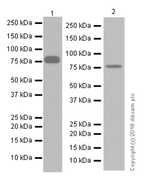 Western blot - Anti-Dopamine beta Hydroxylase antibody [EPR20385] - BSA and Azide free (AB223130)