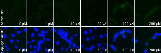 Functional Studies - Dopamine hydrochloride, Endogenous neurotransmitter (AB120565), expandable thumbnail