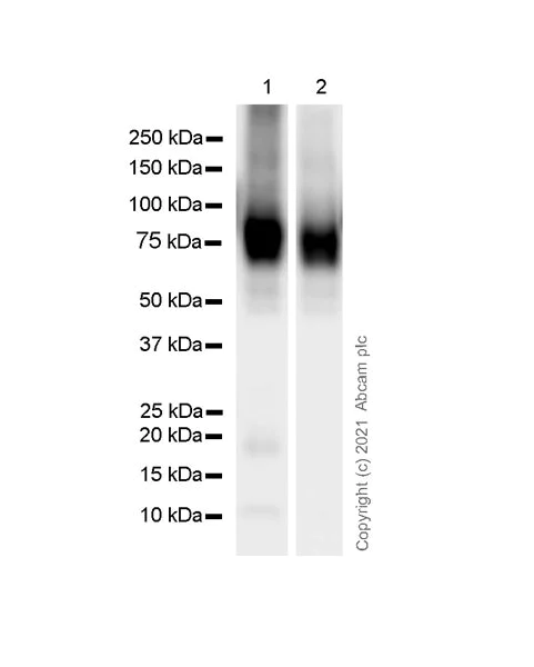 Western blot - Anti-Dopamine Receptor D1 antibody [1-1-F11 s.E6] (AB256555)