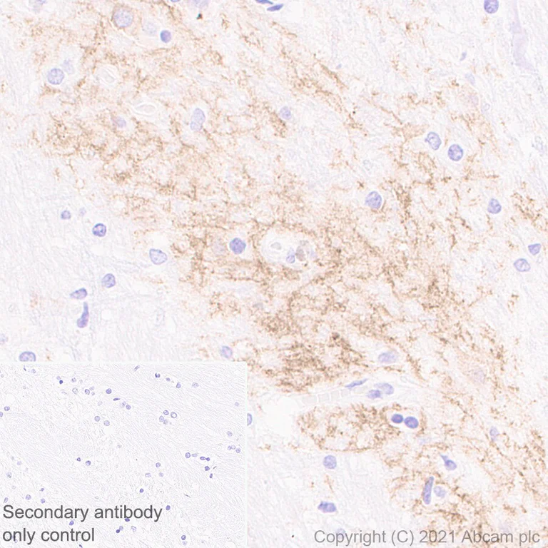Immunohistochemistry (Formalin/PFA-fixed paraffin-embedded sections) - Anti-Dopamine Receptor D1 antibody [1-1-F11 s.E6] - BSA and Azide free (AB256556)