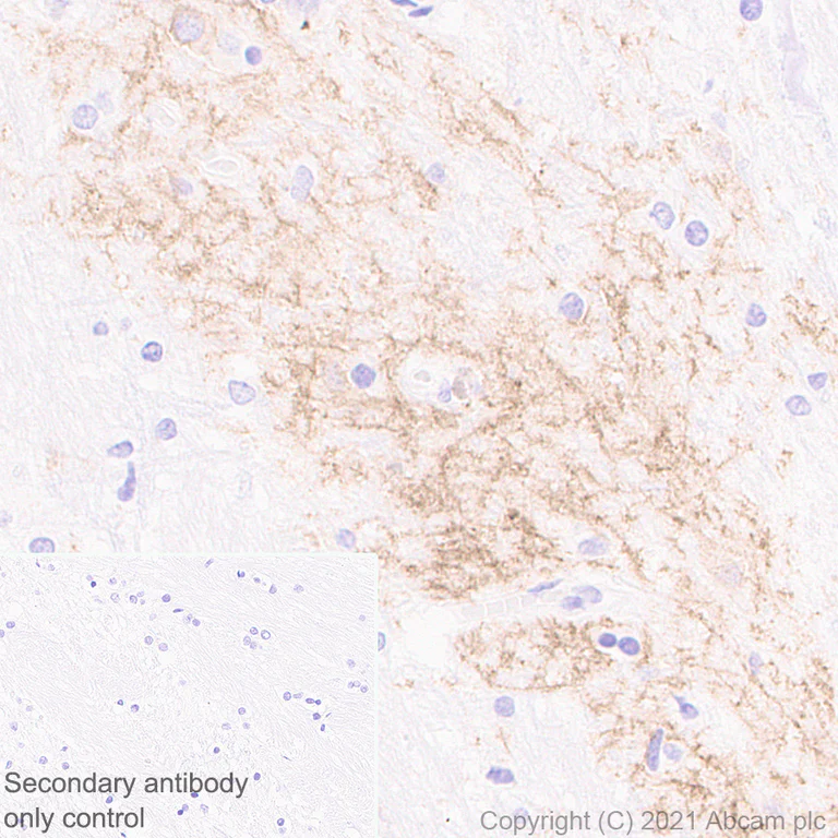 Immunohistochemistry (Formalin/PFA-fixed paraffin-embedded sections) - Anti-Dopamine Receptor D1 antibody [1-1-F11 s.E6] - BSA and Azide free (AB256556)