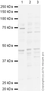Western blot - Anti-Dopamine Receptor D1 antibody (AB20066)