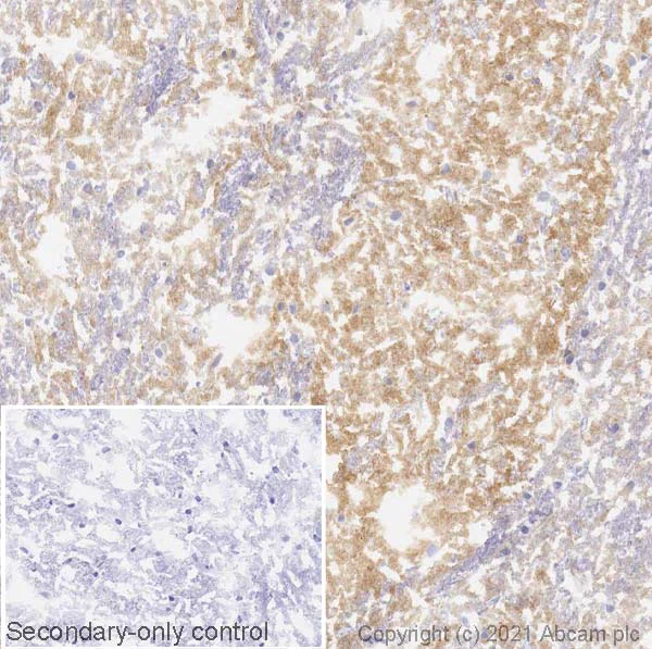 Immunohistochemistry (Frozen sections) - Anti-Dopamine Receptor D1 antibody [EPR24102-105] (AB279713)