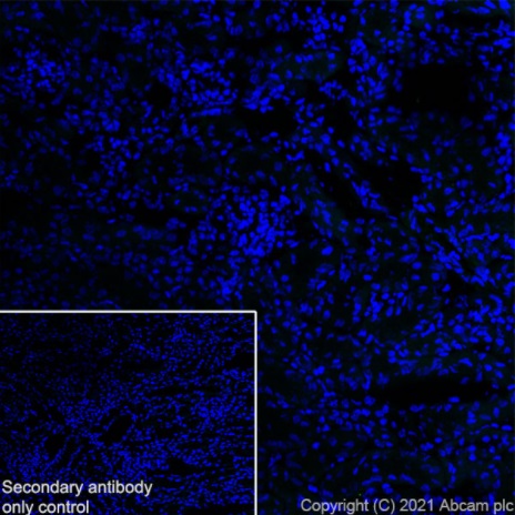 Immunohistochemistry (Frozen sections) - Anti-Dopamine Receptor D1 antibody [EPR24102-105] (ab279713), expandable thumbnail