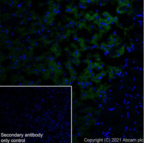 Immunohistochemistry (Frozen sections) - Anti-Dopamine Receptor D1 antibody [EPR24102-105] (AB279713), expandable thumbnail