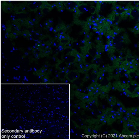 Immunohistochemistry (Frozen sections) - Anti-Dopamine Receptor D1 antibody [EPR24102-105] (ab279713), expandable thumbnail
