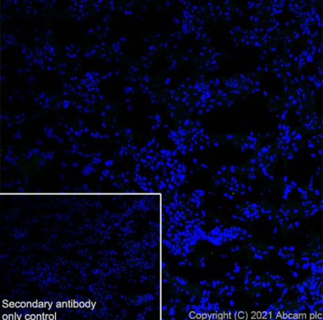 Immunohistochemistry (Frozen sections) - Anti-Dopamine Receptor D1 antibody [EPR24102-105] (ab279713), expandable thumbnail