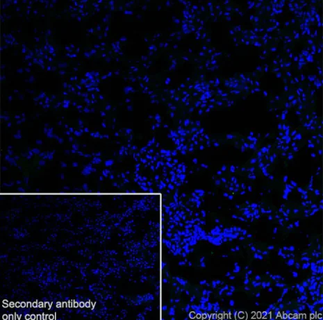 Immunohistochemistry (Frozen sections) - Anti-Dopamine Receptor D1 antibody [EPR24102-105] (AB279713)