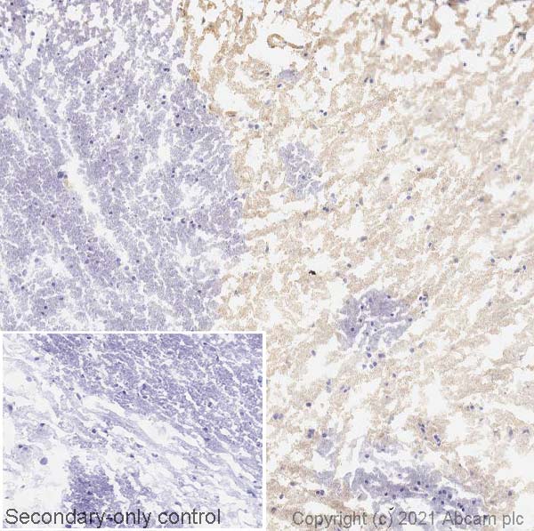 Immunohistochemistry (Frozen sections) - Anti-Dopamine Receptor D1 antibody [EPR24102-105] (AB279713), expandable thumbnail
