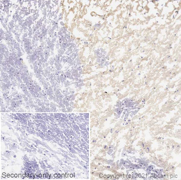 Immunohistochemistry (Frozen sections) - Anti-Dopamine Receptor D1 antibody [EPR24102-105] (AB279713)