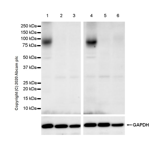 Western blot - Anti-Dopamine Receptor D1 antibody [EPR24102-105] (AB279713), expandable thumbnail