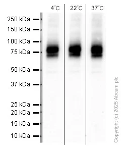 Western blot - Anti-Dopamine Receptor D1 antibody [EPR24102-105] (AB279713)