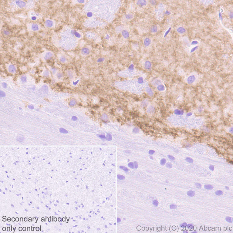 Immunohistochemistry (Formalin/PFA-fixed paraffin-embedded sections) - Anti-Dopamine Receptor D1 antibody [EPR24102-105] - BSA and Azide free (AB279718)