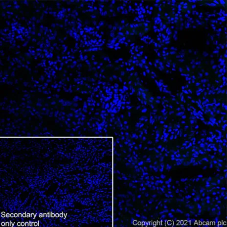 Immunohistochemistry (Frozen sections) - Anti-Dopamine Receptor D1 antibody [EPR24102-105] - BSA and Azide free (AB279718)