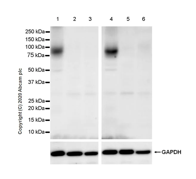 Western blot - Anti-Dopamine Receptor D1 antibody [EPR24102-105] - BSA and Azide free (AB279718)