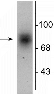 Western blot - Anti-Dopamine Transporter antibody (AB254059), expandable thumbnail