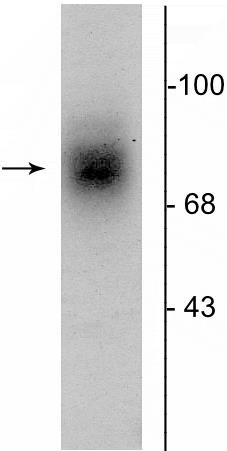 Western blot - Anti-Dopamine Transporter antibody (AB254060), expandable thumbnail