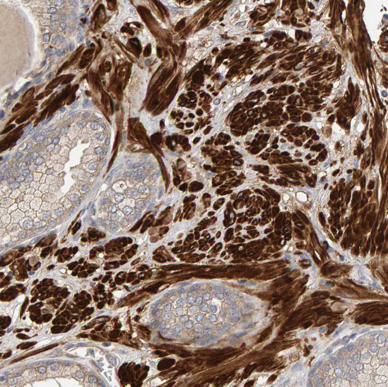 Immunohistochemistry (Formalin/PFA-fixed paraffin-embedded sections) - Anti-DORFIN antibody (AB251750)