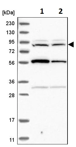 Western blot - Anti-DORFIN antibody (AB251750)