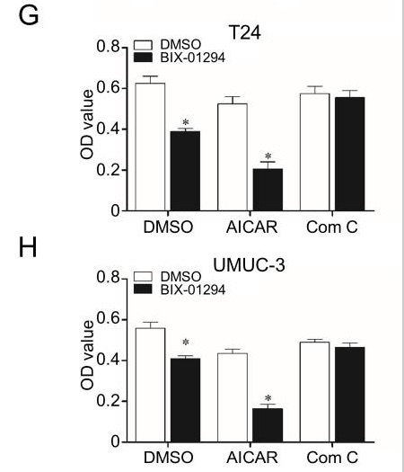 Functional Studies - Dorsomorphin (Compound C), AMP-kinase inhibitor (AB120843)