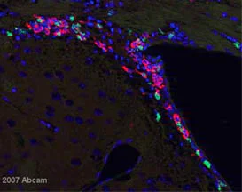 Immunohistochemistry (Formalin/PFA-fixed paraffin-embedded sections) - Anti-Doublecortin antibody (AB18723)