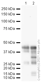 Western blot - Anti-Doublecortin antibody (AB18723)
