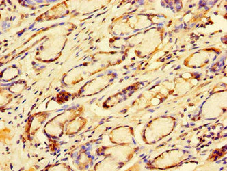 Immunohistochemistry (Formalin/PFA-fixed paraffin-embedded sections) - Anti-DP2 antibody (AB235830)