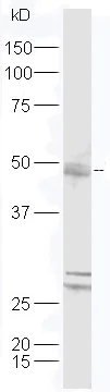 Western blot - Anti-DPAGT1/GPT antibody (AB214179)