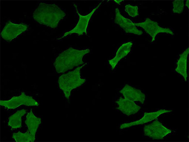 Immunocytochemistry/ Immunofluorescence - Anti-DPD antibody [7D4] (AB54797), expandable thumbnail