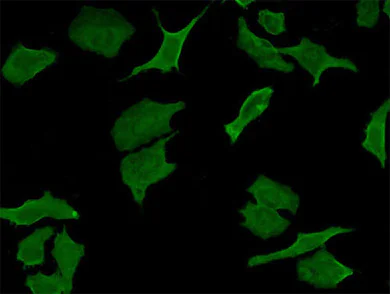 Immunocytochemistry/ Immunofluorescence - Anti-DPD antibody [7D4] (AB54797)