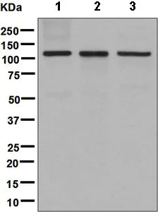 Western blot - Anti-DPD antibody [EPR8811] (AB134922)