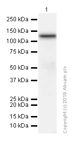 Western blot - Anti-DPD antibody [EPR8811] (AB134922)