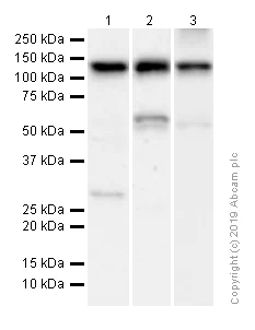 Western blot - Anti-DPD antibody [EPR8811] (AB134922)