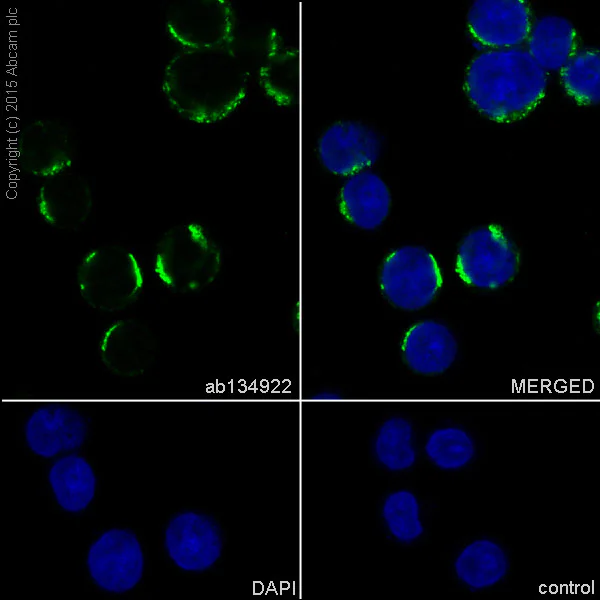Immunocytochemistry/ Immunofluorescence - Anti-DPD antibody [EPR8811] - BSA and Azide free (AB231701)