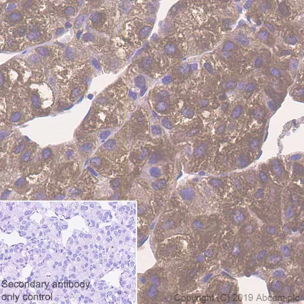 Immunohistochemistry (Formalin/PFA-fixed paraffin-embedded sections) - Anti-DPD antibody [EPR8811] - BSA and Azide free (AB231701)