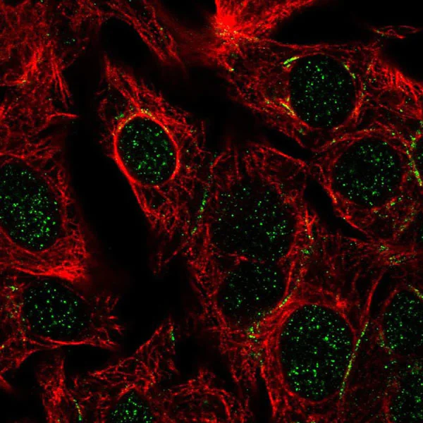 Immunocytochemistry/ Immunofluorescence - Anti-DPEP1/MDP antibody (AB121380)