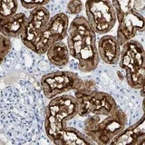 Immunohistochemistry (Formalin/PFA-fixed paraffin-embedded sections) - Anti-DPEP1/MDP antibody (AB121380)