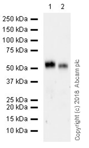 Western blot - Anti-DPEP1/MDP antibody [EPR22222] (AB230977)