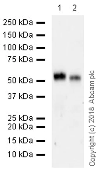Western blot - Anti-DPEP1/MDP antibody [EPR22222] (AB230977)
