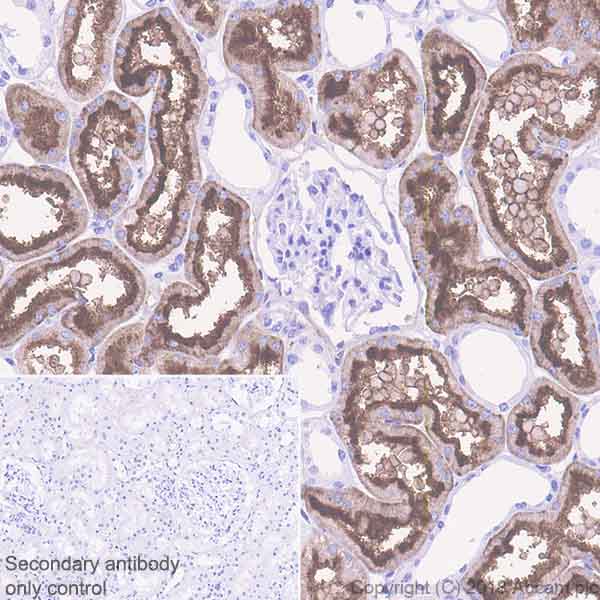 Immunohistochemistry (Formalin/PFA-fixed paraffin-embedded sections) - Anti-DPEP1/MDP antibody [EPR22222] - BSA and Azide free (AB242083)