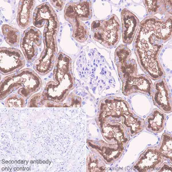 Immunohistochemistry (Formalin/PFA-fixed paraffin-embedded sections) - Anti-DPEP1/MDP antibody [EPR22222] - BSA and Azide free (AB242083)