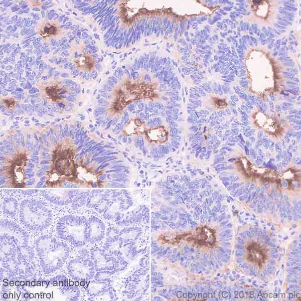 Immunohistochemistry (Formalin/PFA-fixed paraffin-embedded sections) - Anti-DPEP1/MDP antibody [EPR22222] - BSA and Azide free (AB242083)
