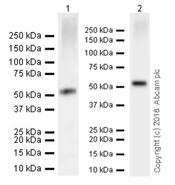 Western blot - Anti-DPEP1/MDP antibody [EPR22225] (AB230978)