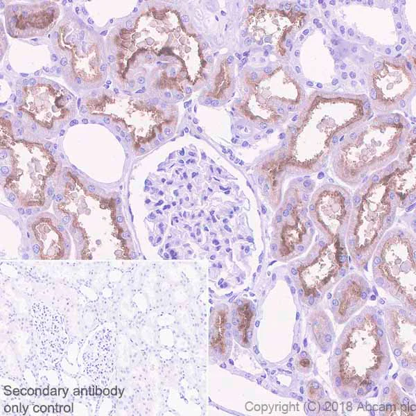 Immunohistochemistry (Formalin/PFA-fixed paraffin-embedded sections) - Anti-DPEP1/MDP antibody [EPR22225] - BSA and Azide free (AB242084)