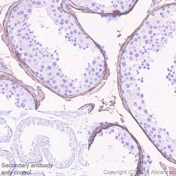 Immunohistochemistry (Formalin/PFA-fixed paraffin-embedded sections) - Anti-DPEP1/MDP antibody [EPR22225] - BSA and Azide free (AB242084)