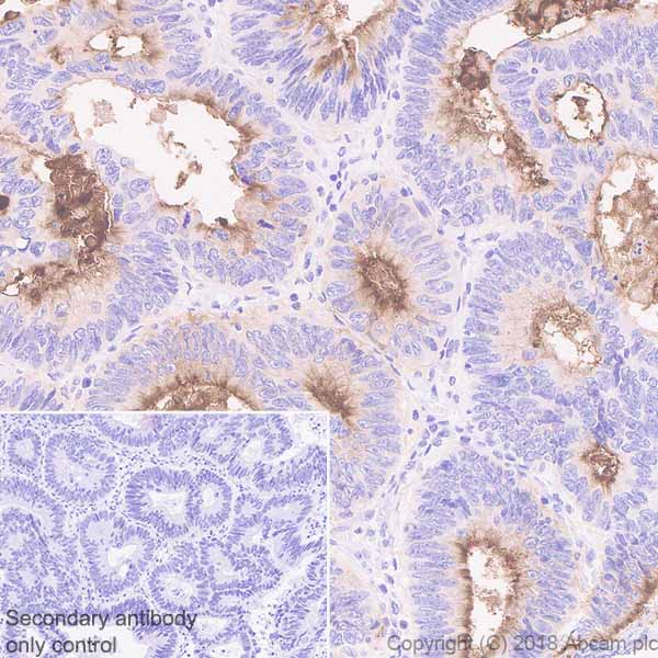 Immunohistochemistry (Formalin/PFA-fixed paraffin-embedded sections) - Anti-DPEP1/MDP antibody [EPR22225] - BSA and Azide free (AB242084)