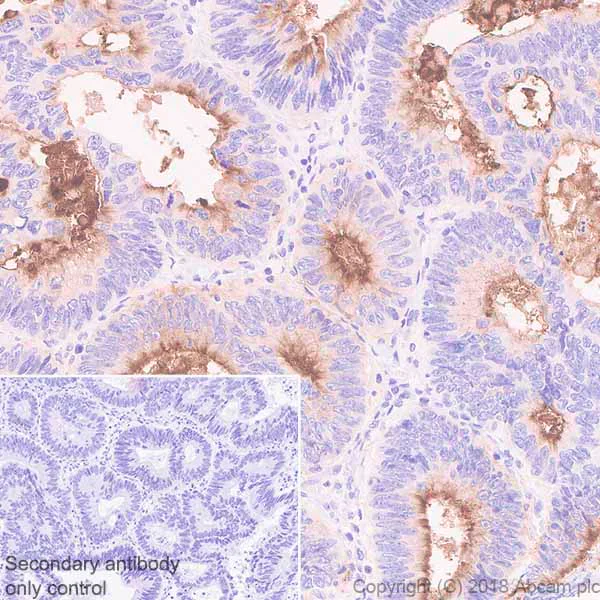 Immunohistochemistry (Formalin/PFA-fixed paraffin-embedded sections) - Anti-DPEP1/MDP antibody [EPR22225] - BSA and Azide free (AB242084)