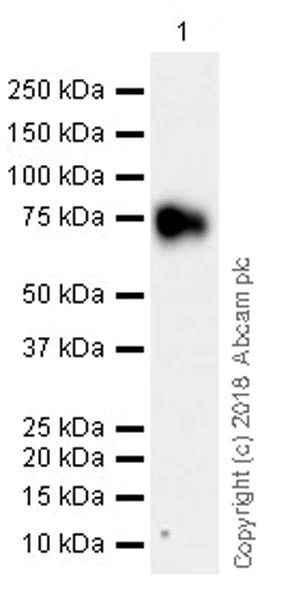 Western blot - Anti-DPEP3 antibody [EPR21862] (AB235451)