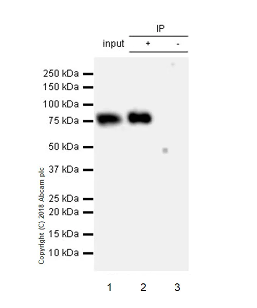 Immunoprecipitation - Anti-DPEP3 antibody [EPR21862] - BSA and Azide free (AB238646)